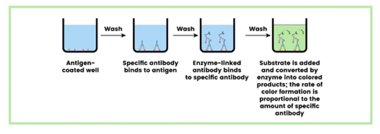 <p>1. Well is coated with antigen</p><p>2. Specific antibody is added which binds to antigen</p><p>3. Enzyme-linked antibody binds to specific antibody</p><p>4. Substrate is added and converted by enzyme into coloured product</p>