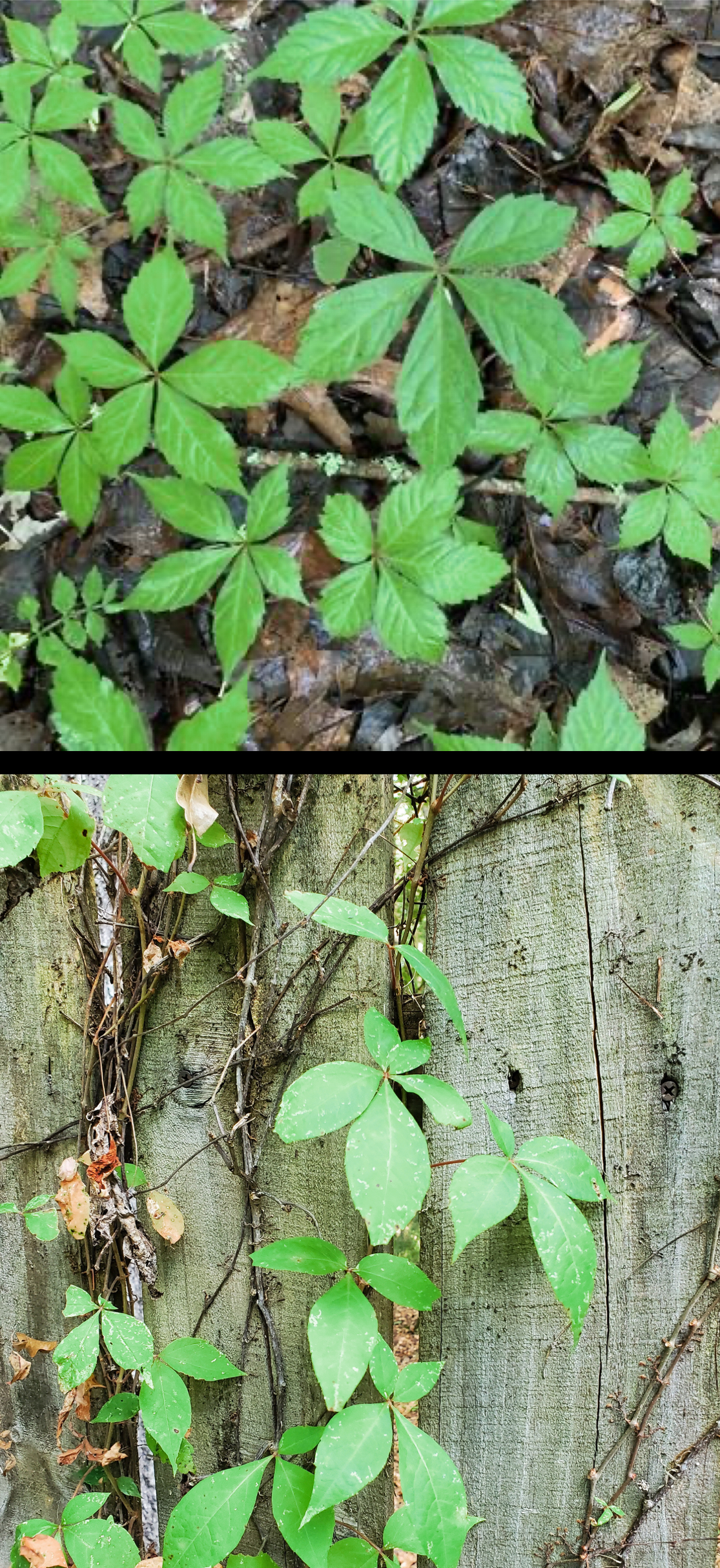 <p>Virginia creeper </p>