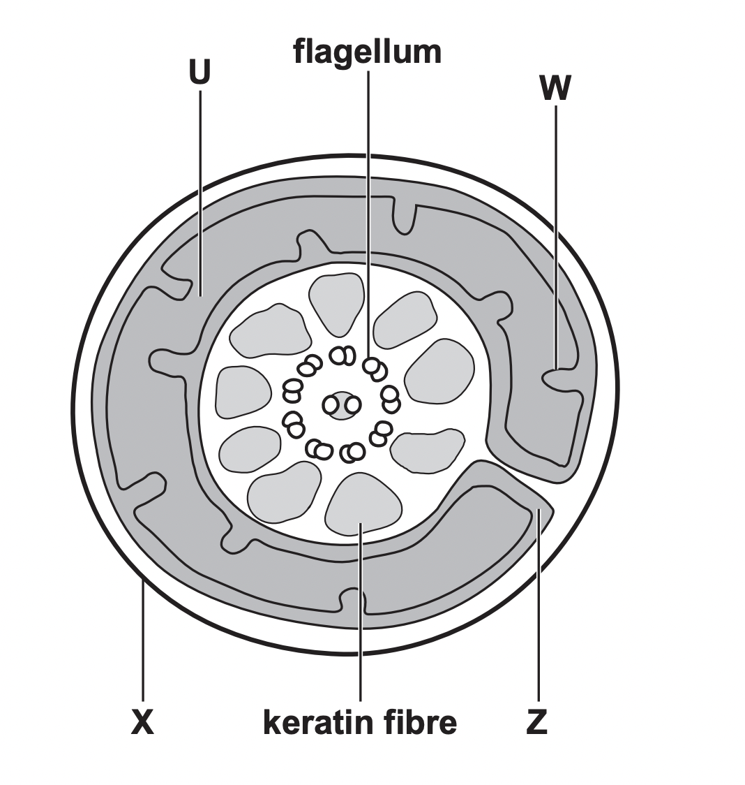 image shows a transverse section of a sperm cell. the mitochondria of sperm cells form a spiral around the central flagellum

identify U, W ,Z