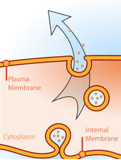 <p>exocytosis</p>