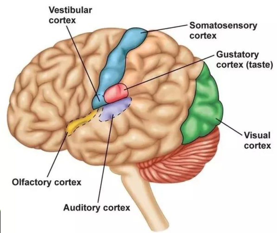 <p>Just as there are different nerves related to different senses, so too are there different parts of the brain that process that information</p><p>But this does not mean they never interact</p><p>Other regions integrate information between senses </p>