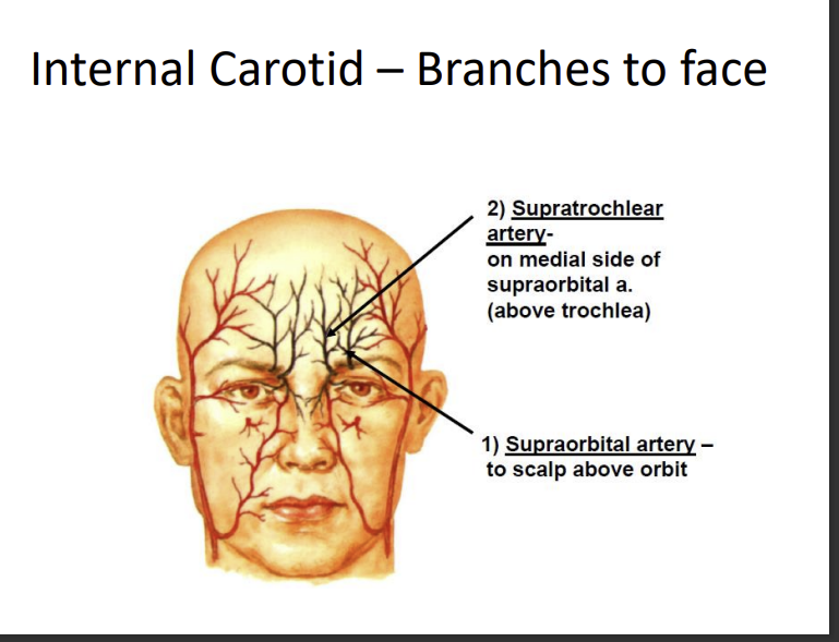 <p>supratrochlear artery - above the trochlear</p><p>supraorbital artery - above orbit to scalp</p><p>supratrochlear artery is to the medial side of the supraorbital artery</p><p>both emerge from the supraorbital foramen or supraorbital notch</p>