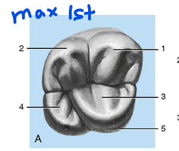 <p>Maxillary 1st Molar (16,26,36,46) → has 5 developmental lobes </p><ul><li><p>2 Major buccal lobes (mesiobuccal, distobuccal)</p></li><li><p>1 major lingual lobe (mesiolingual)</p></li><li><p>1 minor lingual lobe (distolingual) </p></li><li><p>1 lingual rudimentary (underdeveloped lobe) → aka Lobe of Carabelli </p></li></ul><p>Each lobe develops into a cusp with the corresponding name to the lobe. </p><ul><li><p>The lobe of Carabelli does not develop into a cusp. → develops into a tubercle (small cusp like elevation) </p></li></ul><p></p>