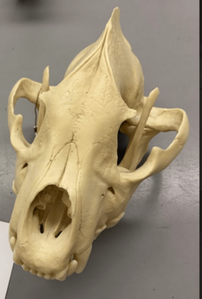 <p>What is this specimen?</p>