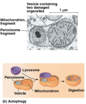 <p>Autophagy</p>