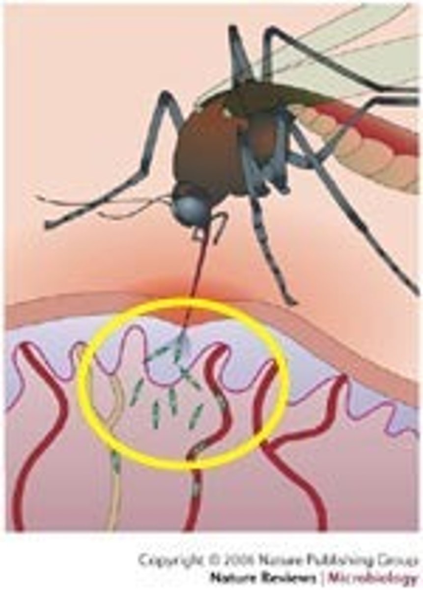 <p>Motile stage of some apicomplexa protozoa like Plasmodium.</p>