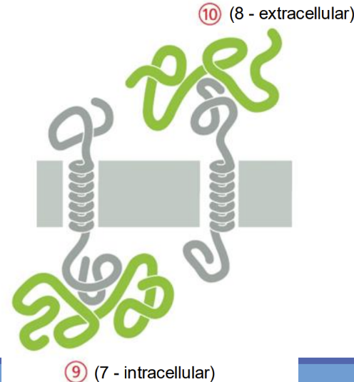 <p><span>bound via some noncovalent interaction with other membrane proteins&nbsp;</span></p>