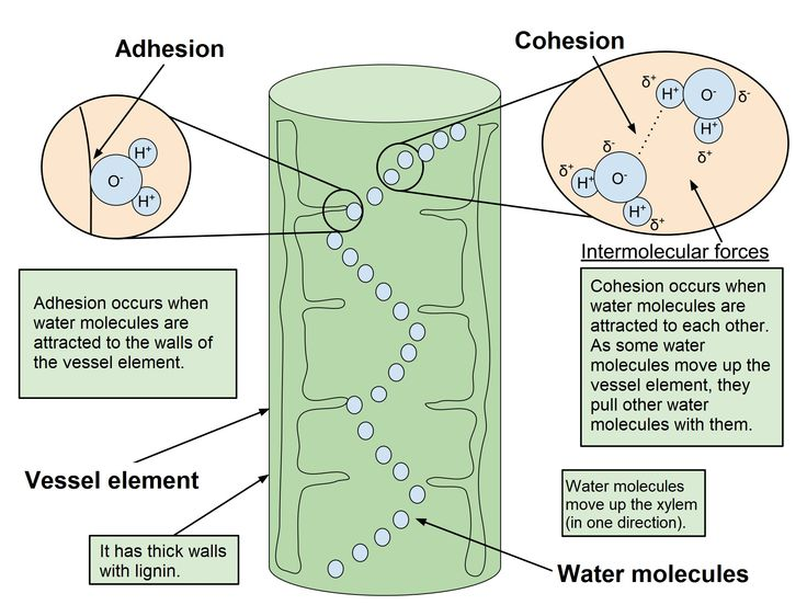<p>Transpiration pulls water out of the leaf’s xylem, creating <strong>tension/negative pressure</strong>. Because water molecules stick together (<strong>cohesion from hydrogen bonding</strong>), this pull is passed down through the whole column. This continuous pulling force draws water upward from the <strong>roots to the leaves,</strong> with the plant using no energy.</p>