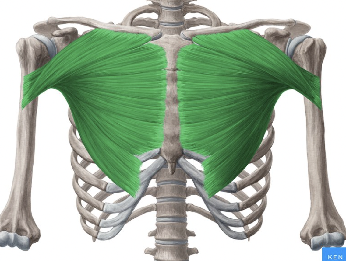 <p>origin : clavicle insertion : humerus</p>