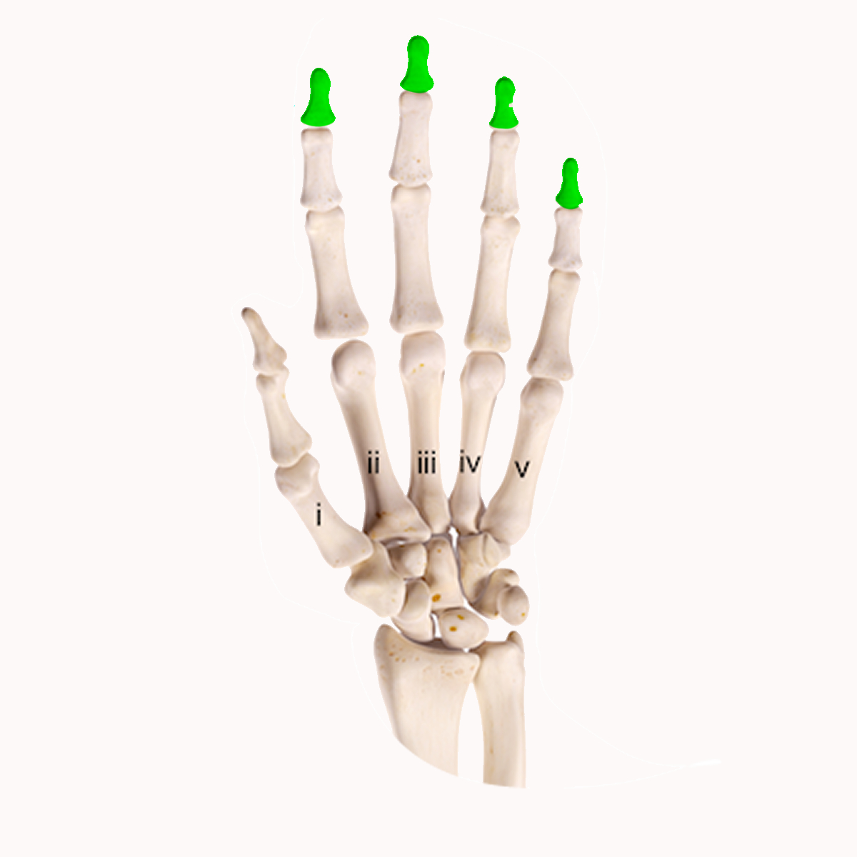 <p>These are the ______ phalange bones</p>