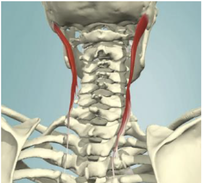 <ul><li><p>stabilization of the head/neck in the frontal plane</p></li><li><p>ipsilateral lateral flexors of c-spine</p></li><li><p>small MA to produce cervical extension & ipsilateral rotation</p></li></ul><p></p>