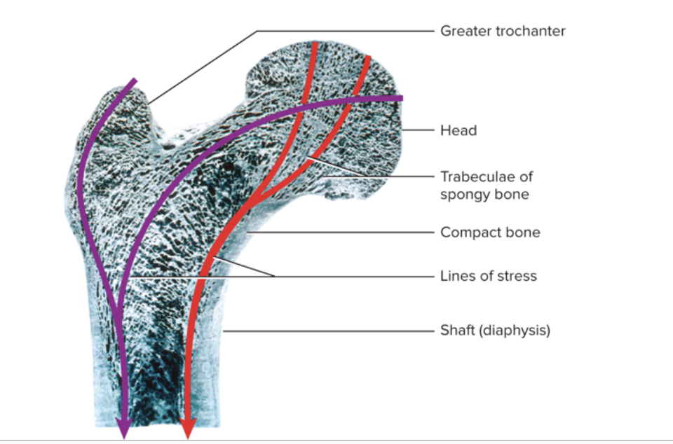 <p>loosely organized bone tissue</p><ul><li><p>Found in the center of ends and center of shafts of long bones and in the middle of nearly all other bones</p></li><li><p>Covered by more durable compact bone</p></li><li><p>Spongy bone consists of:</p><ul><li><p>Lattice of bone covered with endosteum</p></li><li><p>Thin plates of bone called trabeculae</p></li><li><p>Spaces are filled with red bone marrow</p></li></ul></li><li><p>has few osteons and no central canals</p><ul><li><p>All osteocytes are close to the bone marrow</p></li></ul></li><li><p>Provides strength with minimal weight</p></li><li><p>Trabeculae develop along bone’s lines of stress</p></li></ul><p></p>