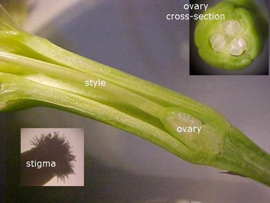 <p>the female reproductive organ of a flower, consisting of an ovary, a stigma, and usually a style</p>