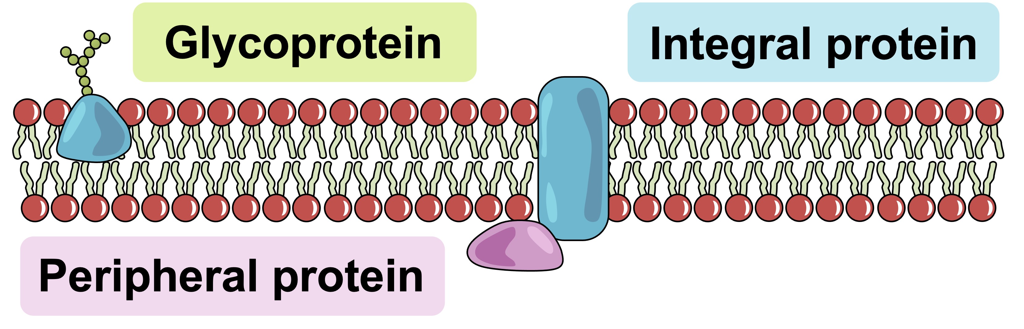 <p> A molecule that consists of a carbohydrate plus a protein hanging out on the outside of a membrane</p>