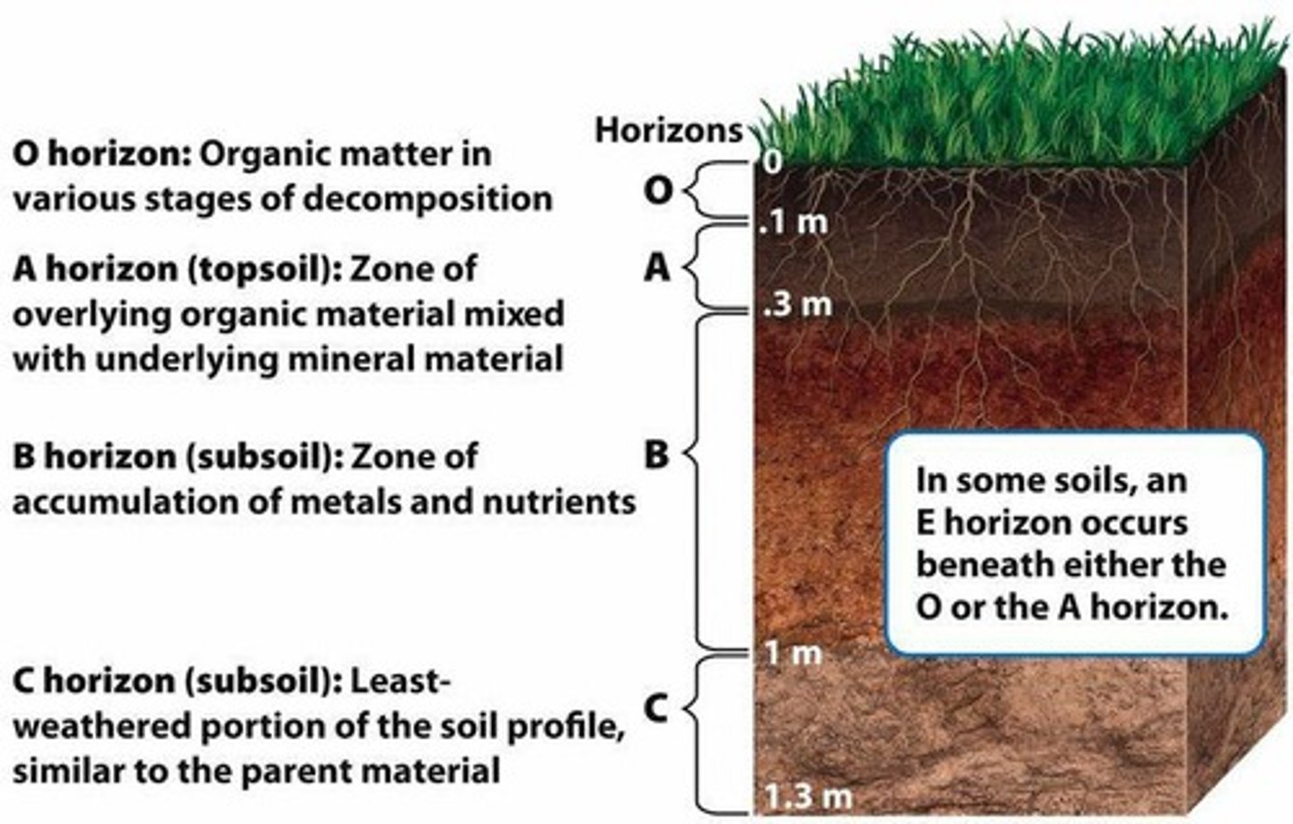 <p>Layers of soil including O-Horizon (organic matter), A-Horizon (topsoil), B-Horizon (subsoil), and C-Horizon (parent material)</p>