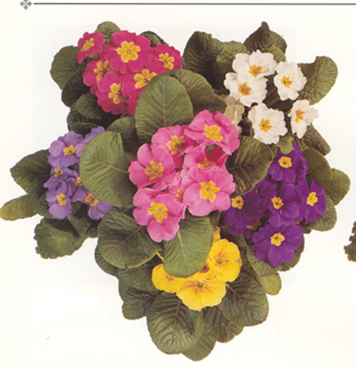 <p>common primrose</p>