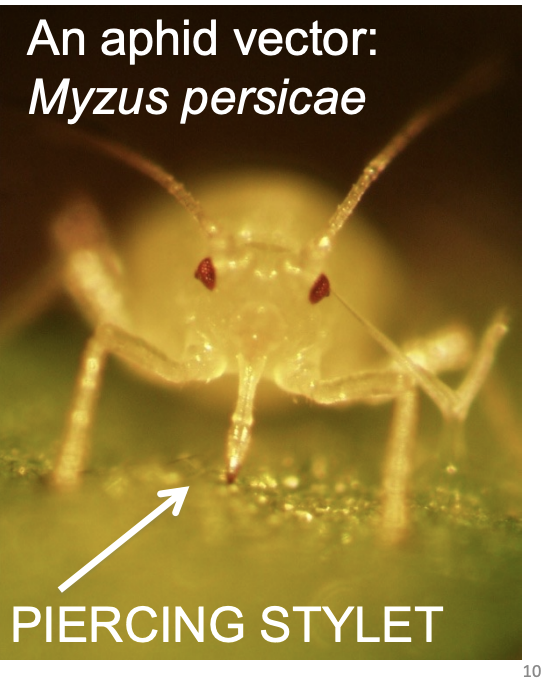 <ul><li><p>e.g <em>Fusarium</em> carried on surface of herbivores</p><ul><li><p>insects</p></li></ul></li></ul><p>really useful coz the aphids do not kill the plant</p><ul><li><p>good for biotrophic pathogensPlant -plant spread of bacteria</p></li></ul><p></p>