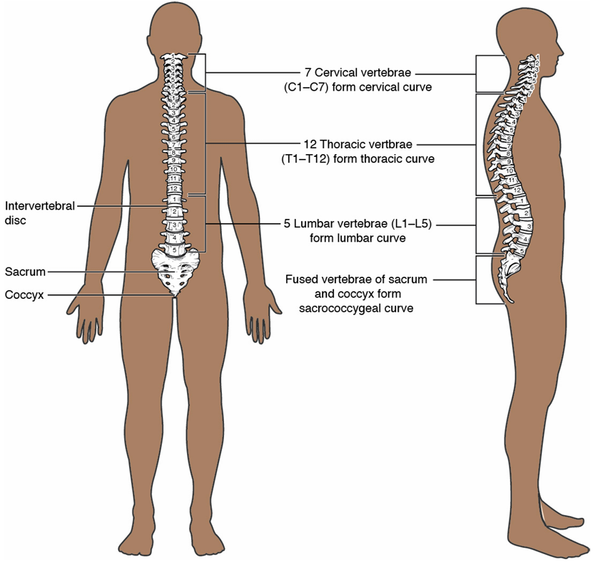 <p>TOP</p><ul><li><p>cervical (7)</p></li><li><p>thoracic (12)</p></li><li><p>lumbar (5)</p></li><li><p>sacrococcygeal (fused, 9 total)</p></li></ul><p>BOTTOM</p><p></p>