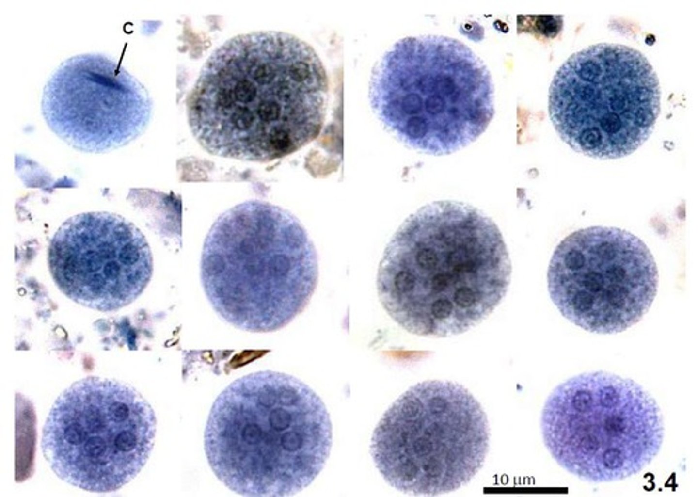 <p>- methylene blue (blue or purple look)</p><p>- 8 nuclei</p><p>- round in shape perfect circle</p>