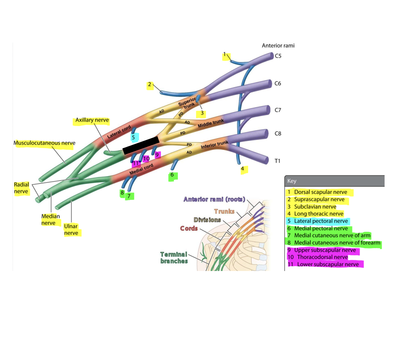 knowt flashcard image