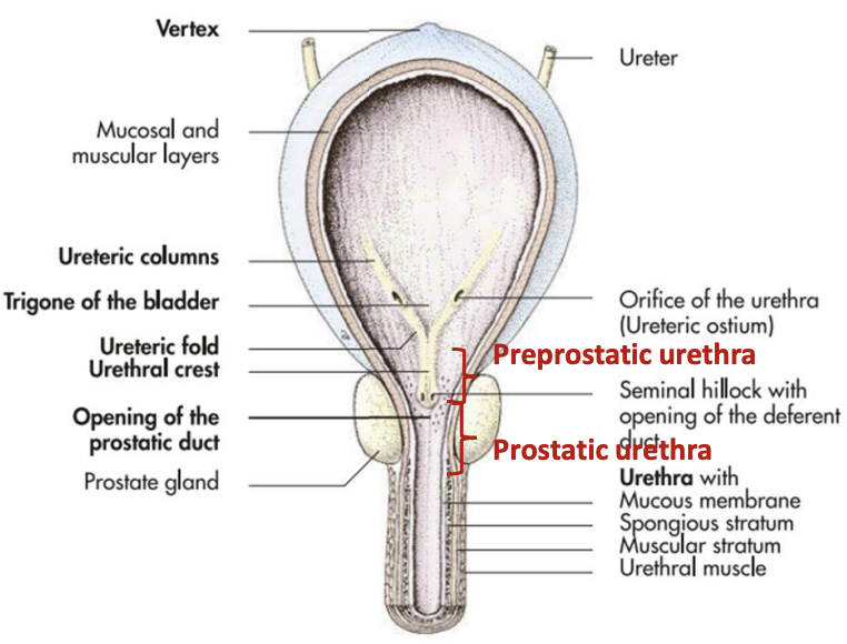 <p><span style="color: blue"><strong><mark data-color="blue" style="background-color: blue; color: inherit">Preprostatic part:</mark></strong></span></p><ul><li><p><strong><u>Long or short:</u> </strong><span style="color: blue"><strong>Short</strong></span></p></li><li><p><strong><u>Where it begins and ends:</u></strong></p><ul><li><p><strong><u>Begins:</u> </strong><span style="color: blue"><strong>Internal opening</strong></span><strong> </strong>of <span style="color: blue"><strong>urethra</strong></span><strong> </strong></p></li><li><p><strong><u>Ends:</u> </strong><span style="color: blue"><strong>Seminal hillock </strong></span>with <span style="color: blue"><strong>openings</strong></span><strong> </strong>of <span style="color: blue"><strong>deferent ducts</strong></span></p></li></ul></li></ul><p><span style="color: blue"><strong><mark data-color="blue" style="background-color: blue; color: inherit">Prostatic part:</mark></strong></span></p><ul><li><p><strong><u>Passes through:</u> </strong><span style="color: blue"><strong>Prostate glands</strong></span><strong> </strong></p></li></ul><p></p>