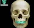 <p>line the edge of upper jaw; keeps prey in mouth</p>