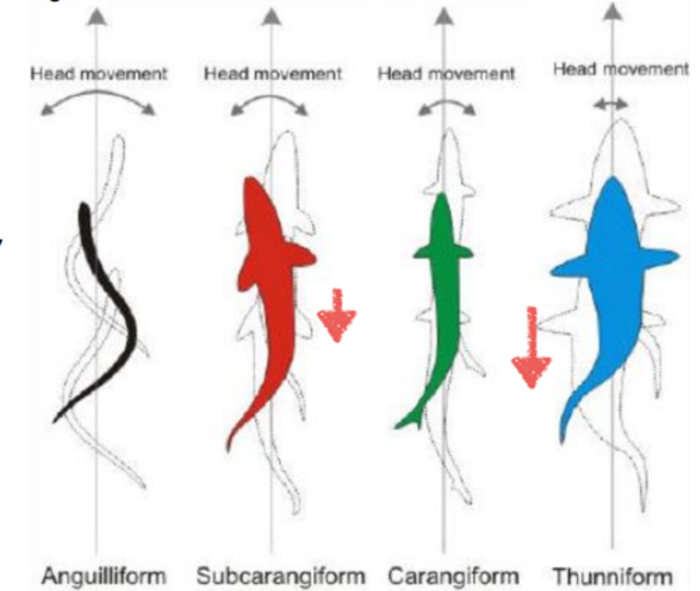 <p>fish exhibit a "s-shaped" swimming pattern</p><p>-depending on the type of fish, different fins may be used primarily for the forward movement</p>