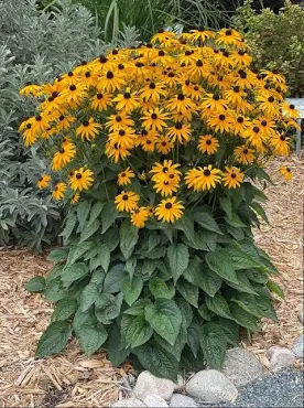 <p>Rudbeckia fulgida var deamii</p><p class="has-focus"></p><p class="has-focus"> rhizomatous perennial with hairy leaves and branching stems that carry flowers with deep-brown centres and warm-golden ray florets in mid to late summer and early autumn</p>