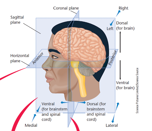 <p><span>·</span><span style="font-size: 7pt; font-family: &quot;Times New Roman&quot;">&nbsp;&nbsp;&nbsp;&nbsp;&nbsp;&nbsp; </span><span style="font-family: &quot;Aptos Narrow&quot;, sans-serif"><strong>Coronal plane</strong></span><span> – shows brain as seen from the <strong>front</strong></span></p><p class="MsoListParagraphCxSpMiddle"></p><p class="MsoListParagraphCxSpMiddle"><span>·</span><span style="font-size: 7pt; font-family: &quot;Times New Roman&quot;">&nbsp;&nbsp;&nbsp;&nbsp;&nbsp;&nbsp; </span><span style="font-family: &quot;Aptos Narrow&quot;, sans-serif"><strong>Sagittal plane</strong></span><span> – shows brain as seen from the <strong>inside/side</strong></span></p><p class="MsoListParagraphCxSpMiddle"></p><p class="MsoListParagraphCxSpLast"><span>·</span><span style="font-size: 7pt; font-family: &quot;Times New Roman&quot;">&nbsp;&nbsp;&nbsp;&nbsp;&nbsp;&nbsp; </span><span style="font-family: &quot;Aptos Narrow&quot;, sans-serif"><strong>Horizontal plane</strong></span><span> – shows brain as seen from <strong>above</strong> (also called transverse)</span></p><img src="https://knowt-user-attachments.s3.amazonaws.com/4eda908a-1225-4727-9955-8ddfe8fcee37.png" data-width="100%" data-align="center"><p></p>