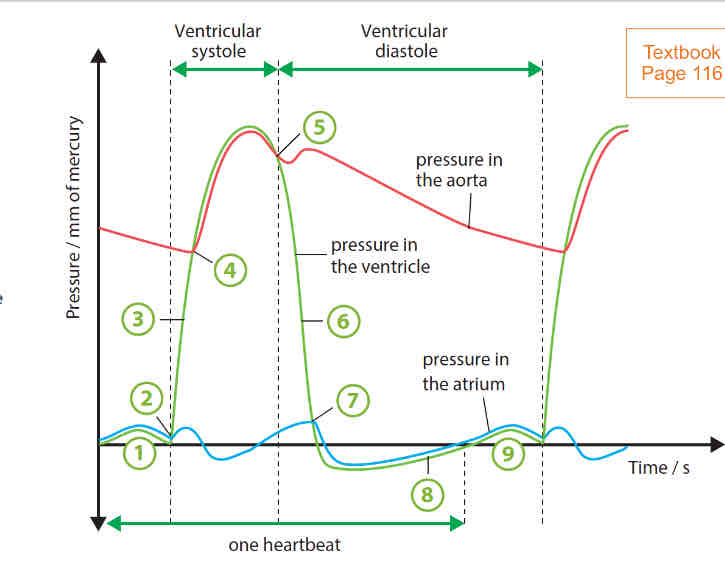 <ol><li><p>the atrial muscles contract, forcing blood into the ventricles. a slight increase in ventricular pressure is due to the contraction of the left atrial muscles, forcing blood into the ventricle.</p></li><li><p>ventricular muscles begin to contract. bicuspid valve closes</p></li><li><p>ventricular muscles continue to contract without change in volume of blood. pressure continues to rise</p></li><li><p>pressure in ventricles becomes higher than that in aorta. aortic valve opens and volume of blood into ventricle decreases as blood is forced out of the aorta</p></li><li><p>ventricular muscles begin to relax. drop in pressure causes aortic valve to close to prevent backflow of blood into ventricle</p></li><li><p>ventricular muscles continue to relax without change in volume of blood</p></li><li><p>bicuspid valve opens when pressure in ventricle becomes lower than that in atrium</p></li><li><p>pressure in ventricle rises as blood continues to enter the ventricle from the atrium.</p></li></ol>