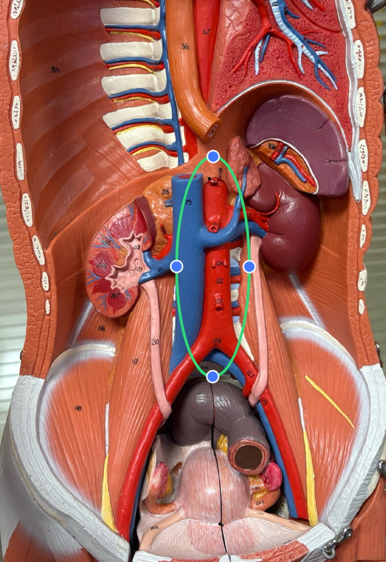 <p>aorta cross diaphragm into abdomen </p>
