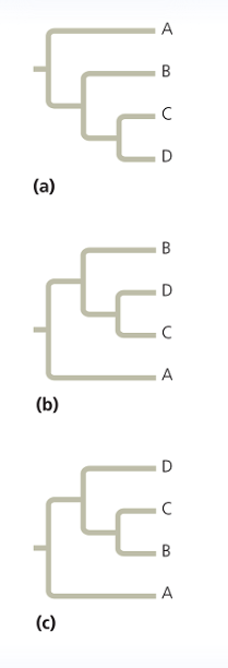 <p>Which of the trees shown here depicts an evolutionary history different from the other two? Why?</p><p></p><p>A. (a) because it lists the letters in order from top to bottom, unlike the other two trees</p><p>B. (b) because the letters are not in sequence, unlike the other two trees</p><p>C. (c) because sister taxa are C and D unlike the other two trees</p>