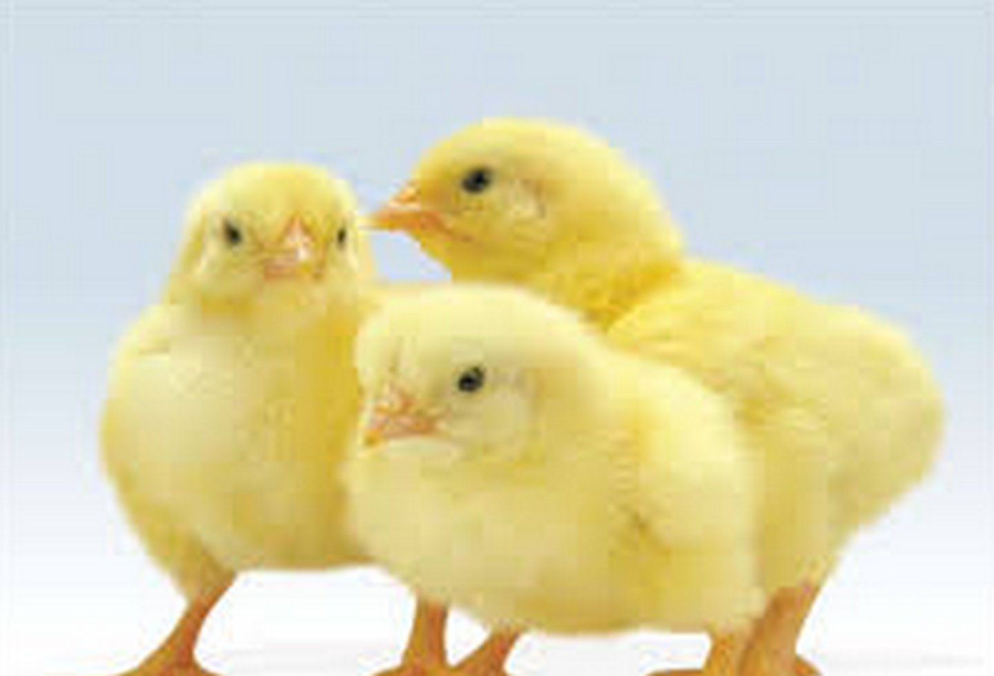 <p>the little chickies</p>