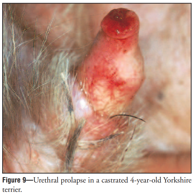 <p>Pea-sized red or purple mass at the end of the penis, difficulty urinating, licking, pollakiuria</p>