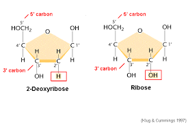 <p>The sugar components of DNA nucleotides, having one fewer hydroxyl group than ribose, the sugar component of RNA nucleotides. </p>