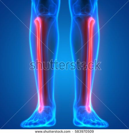 What bone is highlighted?