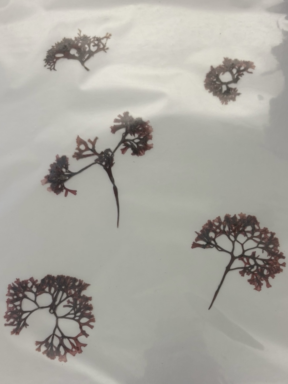 <p>What phylum </p>