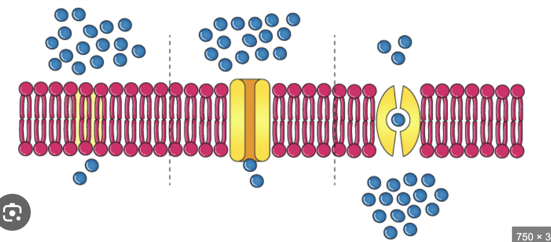 <p>Facilitated diffusion</p>