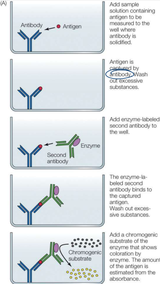 <p>method of measuring a presence or concentration of molecule (hormones) using antibodies</p><p>-weakness in terms of specific binding</p><p>method:</p><p>add sample solution containing antigen → antigen is captured by antibody → add enzyme-labeled second antibody → second antibody binds to captured antigen → add chromogenic substrate of enzyme and estimate amount of antigen from absorbance</p>