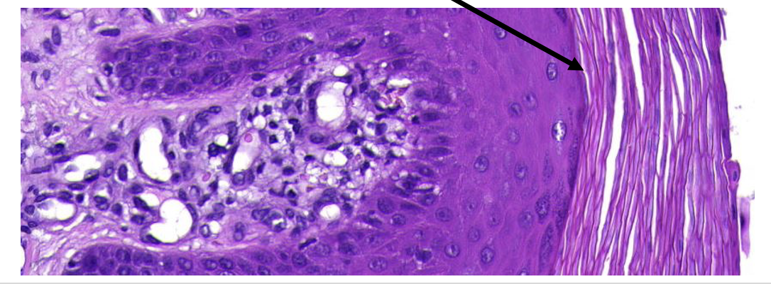 <p>Wat wordt er aangeduid</p>