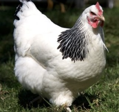 <ul><li><p>beautiful speckled birds like a chiomunk </p></li><li><p>curious, loves environmental enrichments </p></li><li><p>200-350 large light brown eggs per year</p></li></ul><p></p><p></p>