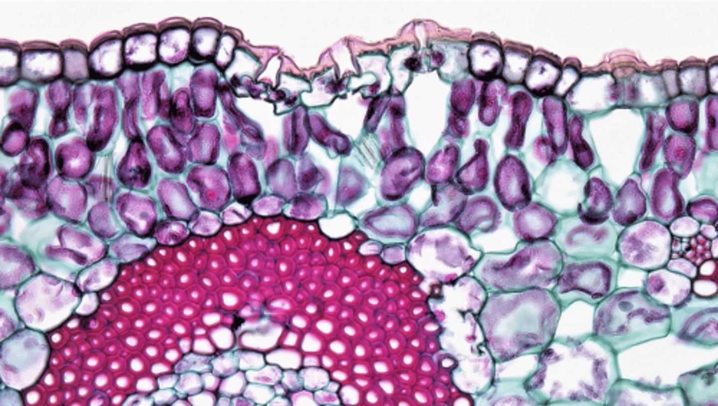 <p>- One layer thick with cuticle</p><p>- With trichomes</p><p>- Presence of stomatal apparatus</p>