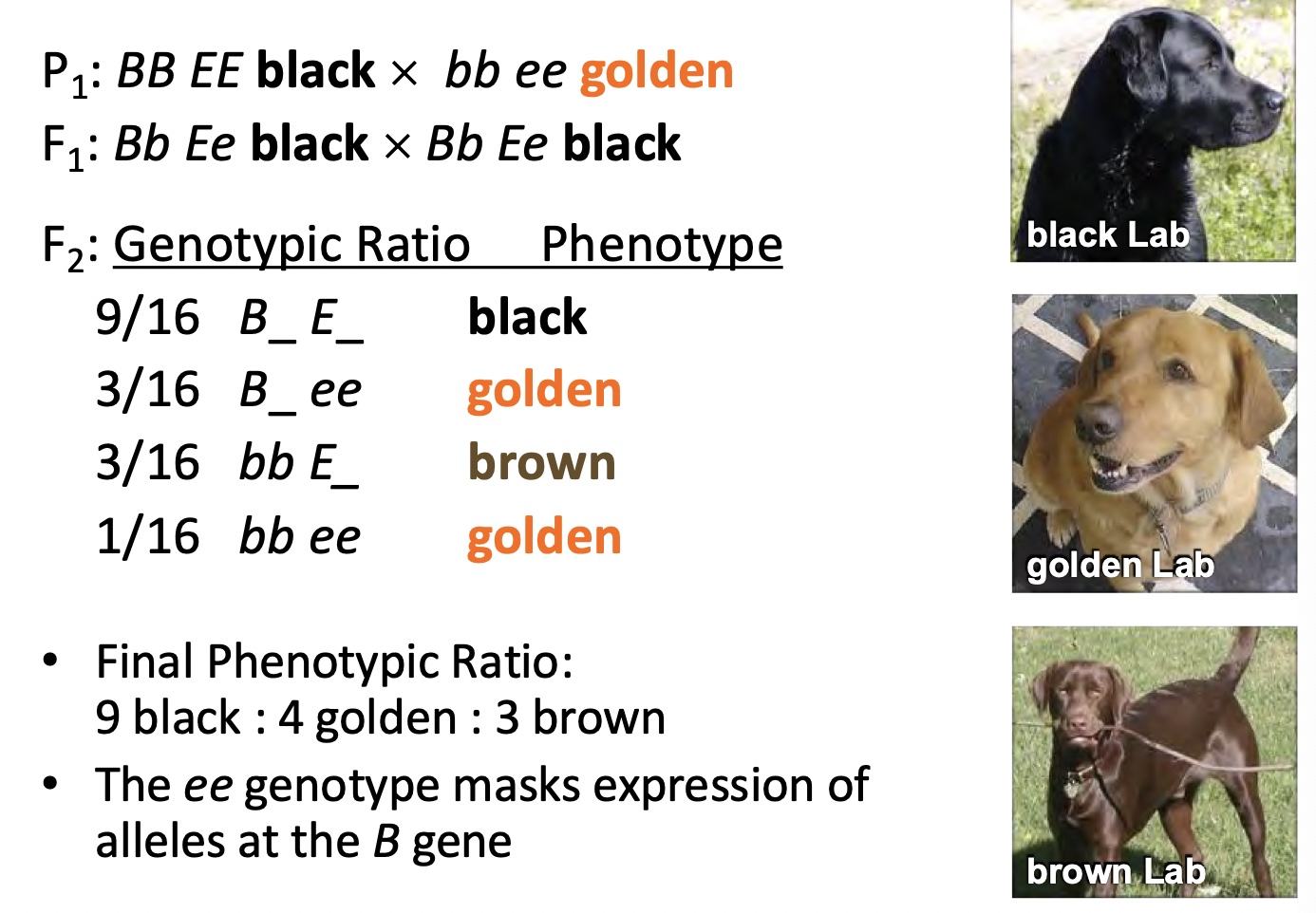 <p>Phenotype of one locus (earlier) masks/prevents the phenotypic expression of a second locus (acting later)</p><ul><li><p>How to recognize:&nbsp;</p><ul><li><p>Focused one trait with 2 to 4 character states</p></li><li><p>F2 phenotypic ratios are fractions of 16</p></li></ul></li></ul><p></p>