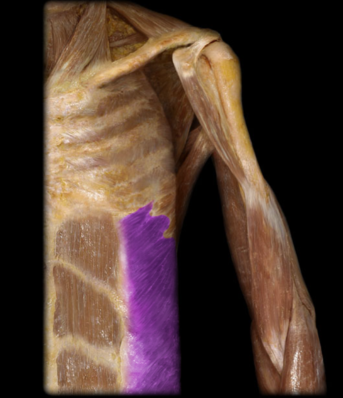 <p>External abdominal oblique</p>
