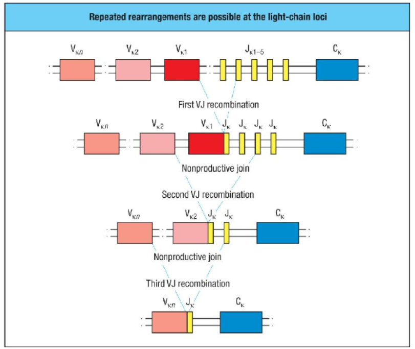 <p>Nonproductive light chain rearrangements can undergo further rearrangements for rescue:</p><ul><li><p><strong>Process:</strong> If an initial V-to-J rearrangement is nonproductive, a new V segment can combine with an unused J segment to bypass the faulty join.</p></li><li><p><strong>Opportunity for Rearrangement:</strong> This process can repeat up to five times per chromosome in humans and mice, offering multiple chances for generating a productive light chain.</p></li><li><p><strong>Outcome:</strong> If all kappa chain rearrangements are unsuccessful, the lambda light chain loci may be rearranged as a final attempt to produce a functional light chain.</p></li><li><p><strong>Importance:</strong> This mechanism enhances the likelihood that pre-B cells will produce a functional light chain, enabling them to progress in B cell development.</p></li></ul><p></p>