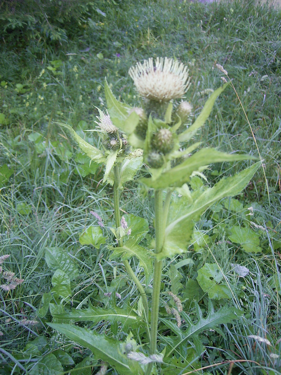 <p><em>Asteraceae -</em> hvězdnicovité</p><p><em>Cirsium oleraceum -</em> pcháč zelinný</p>