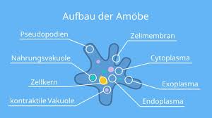 <p><strong>Amöben</strong> (Amebas - son organismos unicelulares que se distinguen por su flexibilidad y movilidad y se encuentran en diferentes entornos)</p>