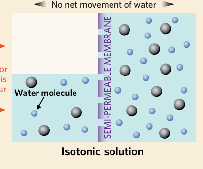 <p>describes a solution with the same solute concentration as another solution</p>