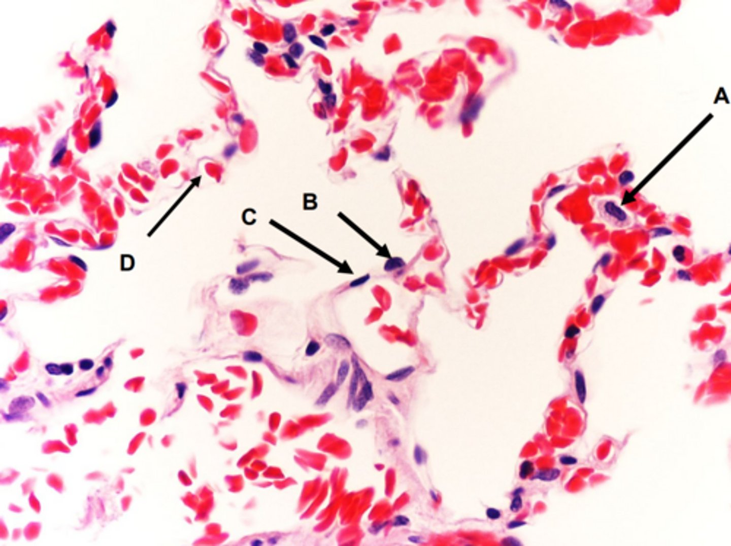 <p>c: cell</p>