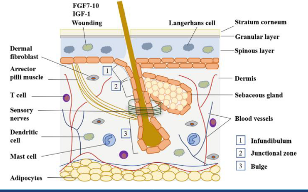 <p>same for skin</p><p></p><p>but theres a specialised area in the skin, specially in the bulge, has stem cells</p><p></p><p>e.g. laser hair removal treatment - kiling the stem cells</p>
